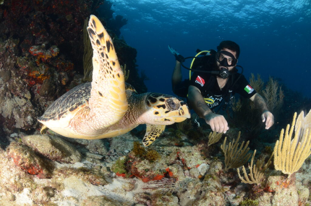 Certified diver