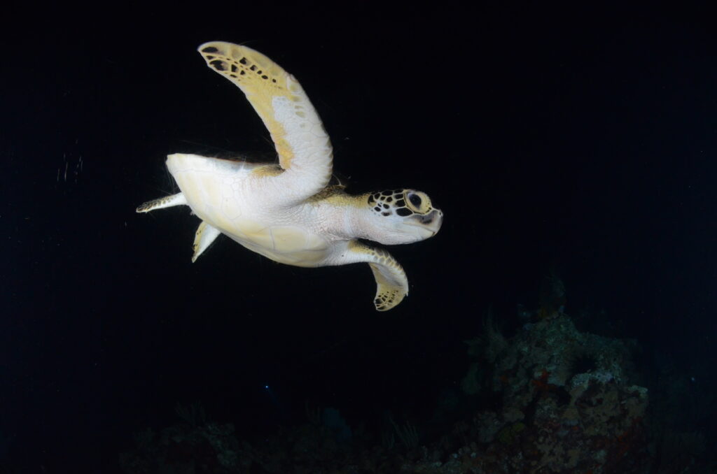 night dive