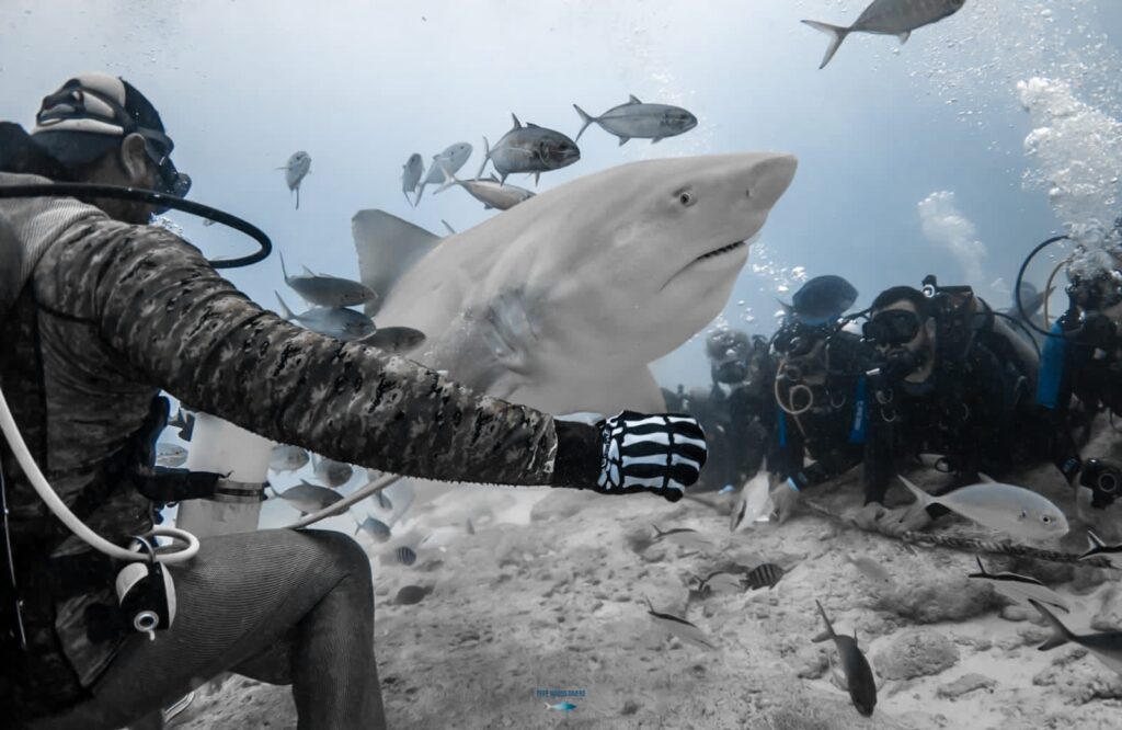 bull shark diving